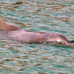 דולפינה מהמין דולפין מגובנן נראתה בחוף הצפוני בלגונת השלום