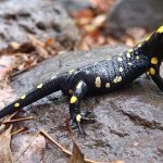 הגשם הגיע ואיתו הסלמנדרה שהופיעה לראשונה בשמורת תל דן