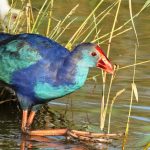 מי תהיה ציפור השנה לשנת 2023?