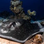 דייט עם טריגון נדיר ומיוחד מתחת למים בשמורת האלמוגים באילת