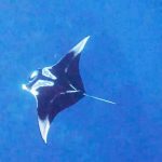 תצפית נדירה: מנטה ענק נצפה בחוף קצא”א באילת בצלילה חופשית