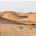 תצפית מדהימה: להקת זאבים בשמורת הטבע המכתשים עין יהב