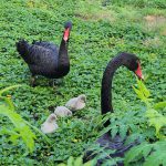 חדשות מהספארי: 3 אפרוחי ברבור שחור בקעו לאחרונה בספארי בר”ג