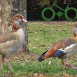 תרימו ת’ראש: מגוון פעילויות לכבוד ספירת הציפורים השנתית