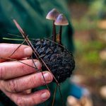 טיול משפחתי: מגלים את עולם הפטריות