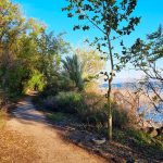 ט”ו בשבט משפחתי בכינרת