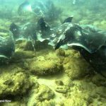 תצפית נדירה על התלהקות של מאות מחבטנים אפורים