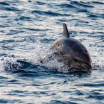 ברשות הטבע והגנים, נצפו כחמישה דולפינים מהמין דולפינן מצוי