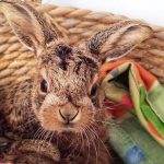 חדשות מספארי ר”ג: הכירו את גורת ארנבות שדה