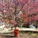 חוגגים את פריחת הדובדבן הקסומה, בגן הבוטני גבעת רם ירושלים