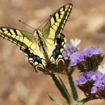 פארק “אגם הפרפרים” בקליל: לבלות עם 50 זני פרפרים, חגיגה למשפחות