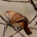 אורח נדיר במיוחד: תיעוד שני בישראל לציפור השיר סבכי אפריקני