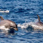 תצפית משמחת: דולפיננים מצויים נצפו מול חוף בת ים