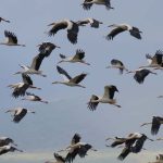 השמיים נפתחו באגמון החולה-קק”ל