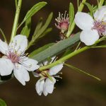תגלית נדירה במיוחד: שלשה פרטים של שקד ערבי התגלו באזור בנימין