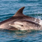 תצפית משמחת של דולפיננים מצויים תועדה מול חוף יפו