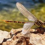 ביו-בליץ: סקר טבע שיתף את הקהל הרחב בתיעוד מגוון מינים