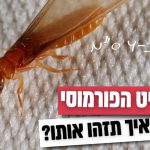 נא להכיר: החלו מעופי הכלולות של הטרמיט הפורמוסי בפ”ת וסביבותיה