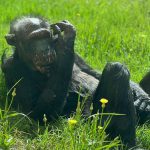 נפרדים משושי: השימפנזה המבוגרת ביותר בספארי מתה מוקפת אהבה