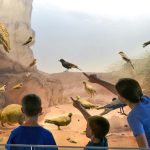 מוזיאון הטבע ע”ש שטיינהרדט: קיץ באווירת ים לכל המשפחה