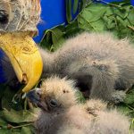 מזל טוב! 2 גוזלים נדירים של עיטם לבן זנב, בקעו בספארי ברמת גן