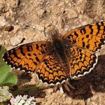 ‘פארק אגם הפרפרים’ מזמין את המשפחות לטייל בו