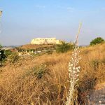 הקדימו לפרוח: חצבים ראשונים כבר בסוף יוני