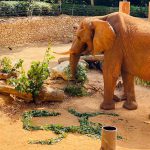 יוסי הפיל האפריקאי-צבר חוגג 50