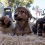 בואו היום לאמץ חבר: לקראת ‘יום הכלב הבינלאומי’