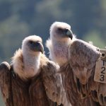 המאמץ לשימור הנשרים: מציינים את חודש הנשרים בפעילויות למשפחות