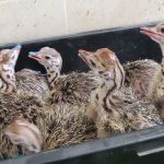 מזל טוב! 9 אפרוחי יענים בקעו לאחרונה בספארי ר”ג