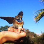 “עפים על הטבע”: הפניניג סוכות בפארק הצפרות אילת