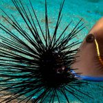 ראיתם קיפוד בים? דווחו