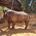 דיירים חדשים בגן החיות התנ”כי בירושלים