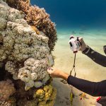 הלבנת אלמוגים במפרץ אילת