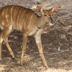חמוד חמוד: לידתו של עופר ניאלה בספארי ר”ג