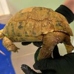 הצבה צד”ל נפצעה ומטופלת בבית חולים לחיות בספארי