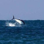 הטונה הכחולה האטלנטית נצפיתה מול מעגן מיכאל