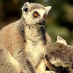 למור קטה: דיירת חדשה וריחנית בספארי בר”ג