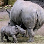 גור קרנפים מתוודע לחיים הטובים בספארי