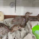 לא טומנים ראש בחול: המאבק לשמירת חיות הבר התנכ”יות