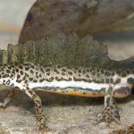 נא להכיר: טריטון הפסים – דו חי מסדרת בעלי הזנב