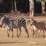 “מדוע לובשת הזברה פיג’מה”? שאלה מסקרנת ללא תשובה ברורה