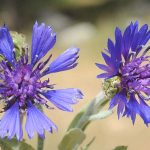 רט”ג תציין לאורך חודש מרץ את ‘חודש שמירת הטבע’