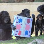 על חיות, תחפושות ומשלוחי מנות: פורים בגן החיות התנ”כי, ירושלים