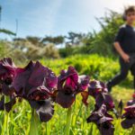 טבעירוני: נתניה חוגגת עם כל המשפחה את עונת הפריחה