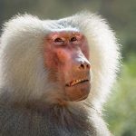 פעילות פסח משפחתית בספארי ר”ג