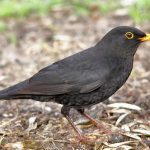 חיות לילה במוזיאון הטבע ע”ש שטיינהרדט