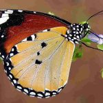 ספירת הפרפרים הגדולה של ישראל חוזרת בפעם השישית