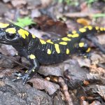 הסלמנדרה הופיעה הבוקר בשמורת הטבע בניאס, לאחר הגשם